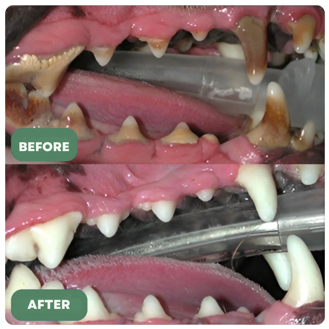 Dentiq™ Dental Chew Stick